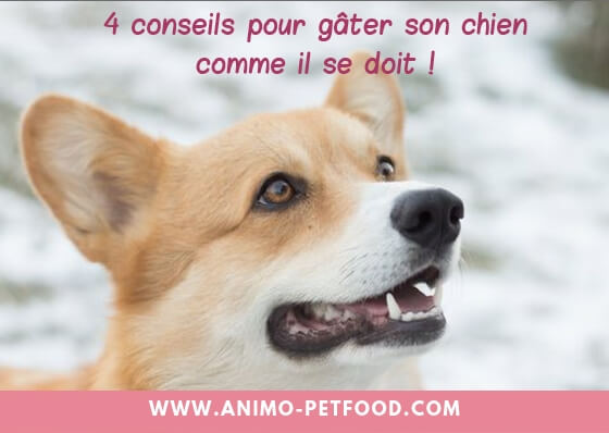 friandise naturelle pour chien